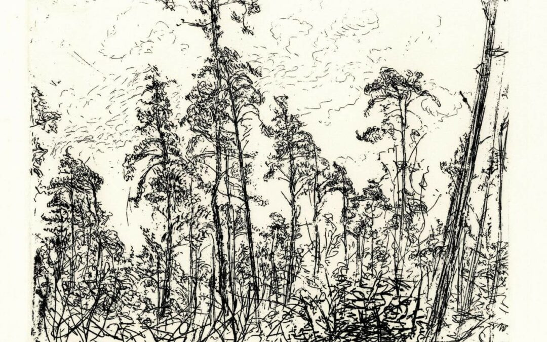 Tentoonstelling: Natuur bij Schotel